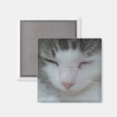 Magnet - Maine Coon Cat Image 2 (Recto/Verso)