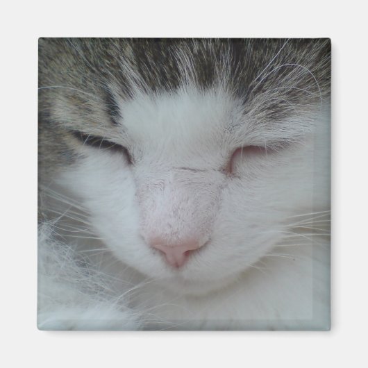 Magnet - Maine Coon Cat Image 2 (Devant)