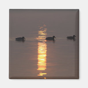 Magnet Mallards