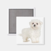 Magnet maltais (Recto/Verso)