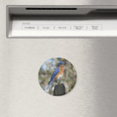 Magnet masculin de bleuet de l'Est (In Situ (Lave-vaisselle))