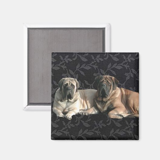 Magnet Mastiff (Recto/Verso)