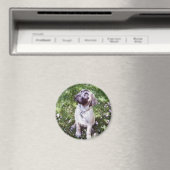 Magnet mastiff anglais (In Situ (Lave-vaisselle))