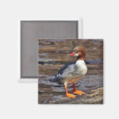 Magnet Merganser commun (Recto/Verso)