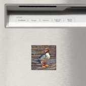Magnet Merganser commun (In Situ (Lave-vaisselle))