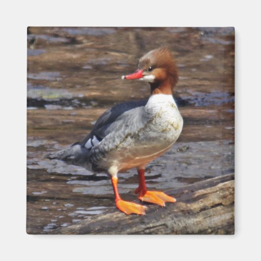 Magnet Merganser commun (Devant)
