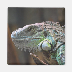 Magnet met hoofd van de kleurrijke Iguana hagedis Magneet