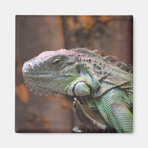 Magnet met kleurrijke Iguana hagedis Magneet