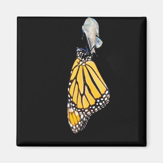 Magnet - Monarch Butterfly (2022) Magneet (Voorkant)