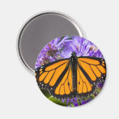 Magnet Monarch Butterfly et Purple Asters (Recto/Verso)