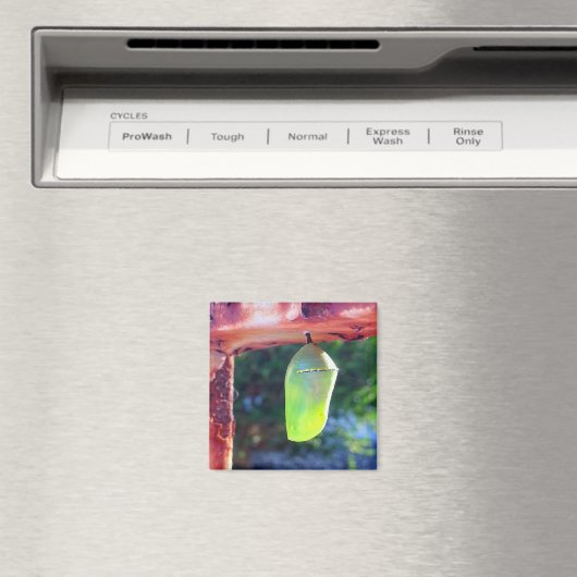 Magnet - Monarch Chrysalis (2018) (In Situ (Lave-vaisselle))