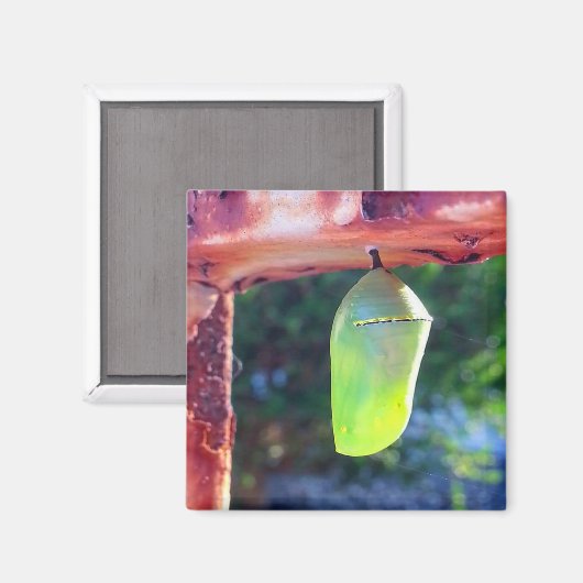 Magnet - Monarch Chrysalis (2018) Magneet (Voorkant / Achterkant)