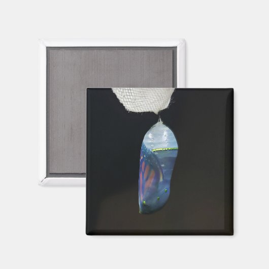 Magnet - Monarch Chrysalis (2022) (Recto/Verso)