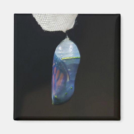 Magnet - Monarch Chrysalis (2022) (Devant)