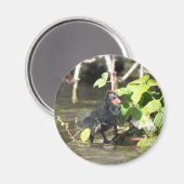 Magnet : Moorhen Chick (Recto/Verso)