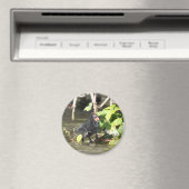 Magnet : Moorhen Chick (In Situ (Lave-vaisselle))