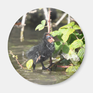 Magnet : Moorhen Chick