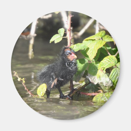 Magnet : Moorhen Chick (Devant)