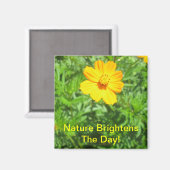 Magnet Natures (Recto/Verso)
