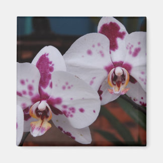 Magnet : Orchidées
