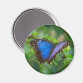 Magnet papillon bleu Morpho (Recto/Verso)