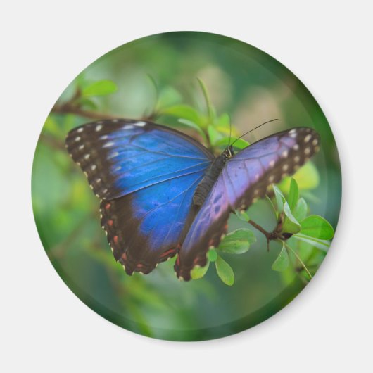 Magnet papillon bleu Morpho (Devant)