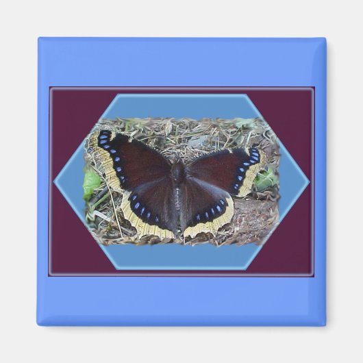 Magnet papillon en deuil (Devant)