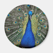 Magnet Peacock Majestic (Devant)