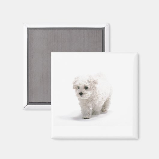 Magnet photo Bichon Frise (Recto/Verso)