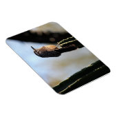 Magnet photo Cactus Wren (Côté Droit)