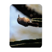 Magnet photo Cactus Wren (Vertical)