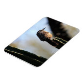 Magnet photo Cactus Wren (Côté Gauche)