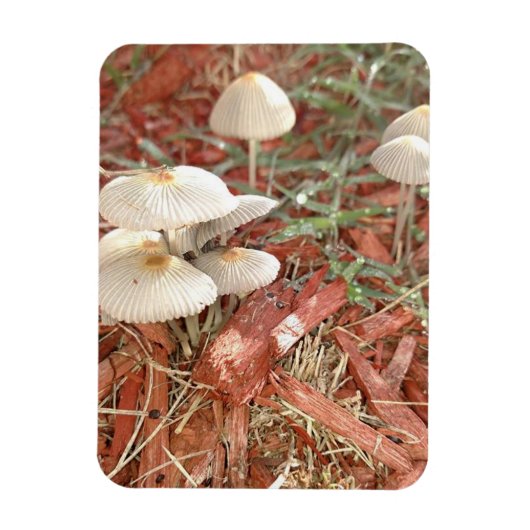 Magnet photo de champignon (Vertical)