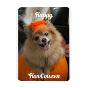 Magnet photo de chien Citrouille mignon
