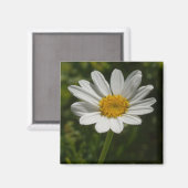 Magnet photo de la marguerite (Recto/Verso)