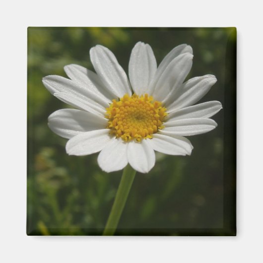Magnet photo de la marguerite (Devant)