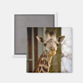 Magnet photo de la petite girafe (Recto/Verso)