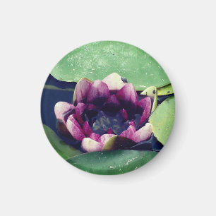 Magnet photo de lotus violetLotus violet