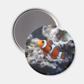 Magnet photo de poisson clown (Recto/Verso)