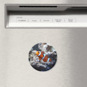 Magnet photo de poisson clown (In Situ (Lave-vaisselle))