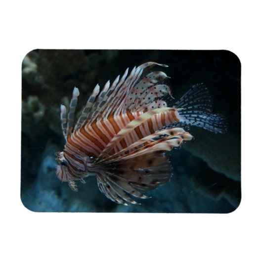 Magnet photo de poisson rouge (Horizontal)