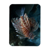 Magnet photo de poisson rouge (Vertical)