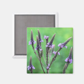 Magnet photo Fleur sauvage violet vervain (Recto/Verso)