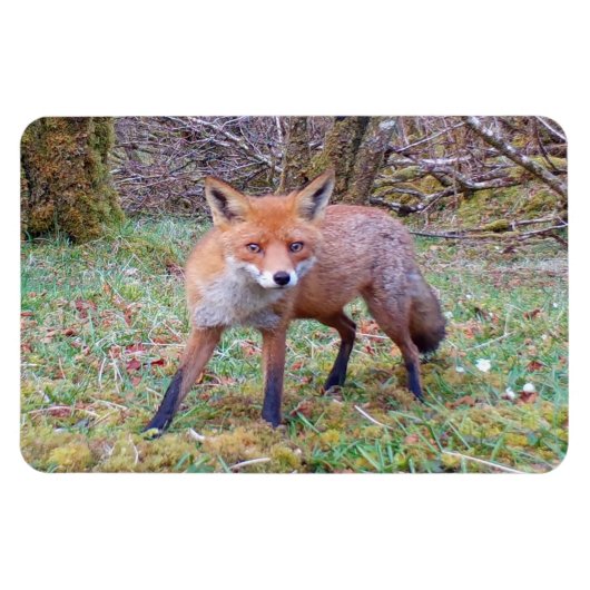 Magnet photo Flexi horizontal Fox rouge mignon (Horizontal)
