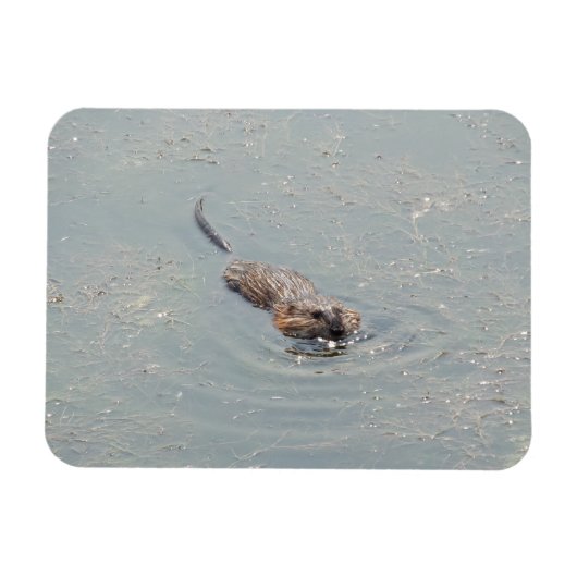 Magnet photo flexible pour bébé muskrat (Horizontal)