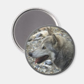Magnet photo GRAY WOLF (Recto/Verso)