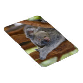 Magnet photo Koala (Côté Droit)