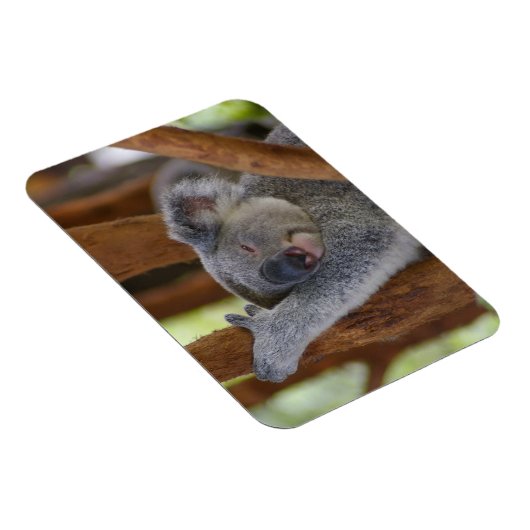 Magnet photo Koala (Côté Droit)