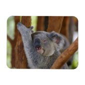 Magnet photo Koala (Horizontal)
