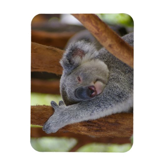 Magnet photo Koala (Vertical)